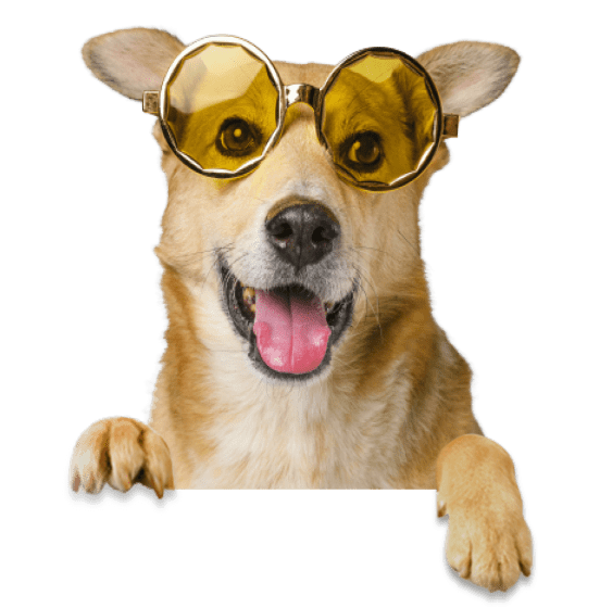 cute-smiley-dog-wearing-sunglasses-removebg-preview 1a 1 cute-smiley-dog-wearing-sunglasses-removebg-preview 1a 1